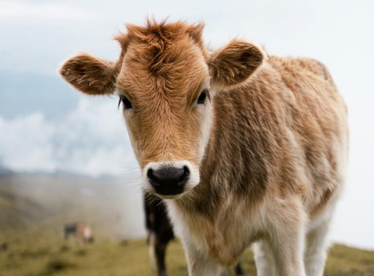 Why Go Vegan? 3 Reasons to Transform Your Diet and Lifestyle