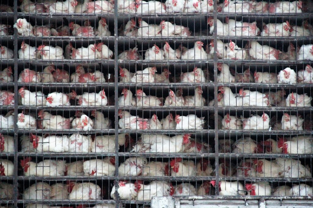 Chickens in cramped cages inside a truck on the way to the slaughterhouse: A reason to go vegan and transform your lifestyle