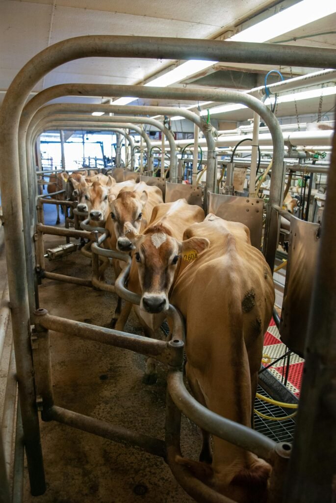 Cows being milked by machines to supply dairy production: A reason to go vegan and transform your lifestyle
