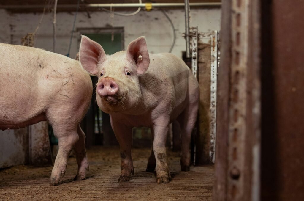Pigs on the way to be slaughtered in a farm: A reason to go vegan and transform your lifestyle
