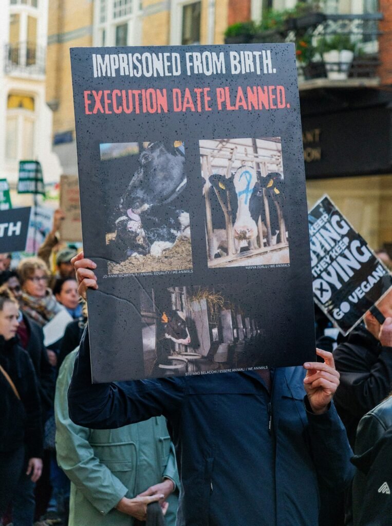 A signage that has visuals of a cow destined to die at a young age: A reason to go vegan and transform your lifestyle